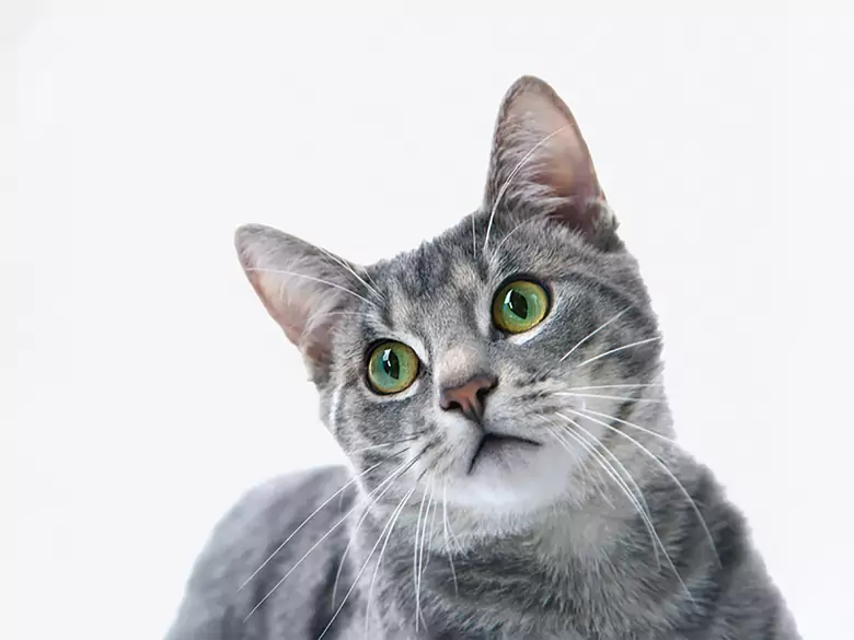 Cat claw disease - causes, symptoms, diagnosis, treatment