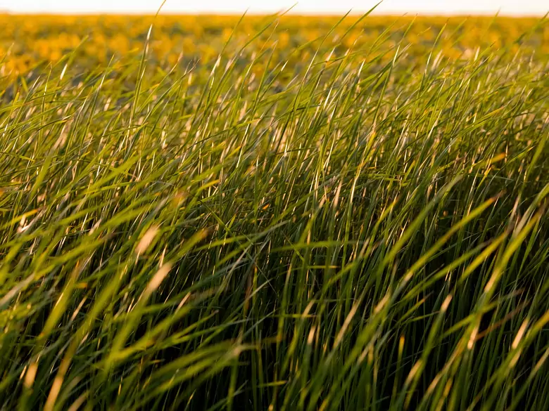 AleAlert: Grass pollen in May
