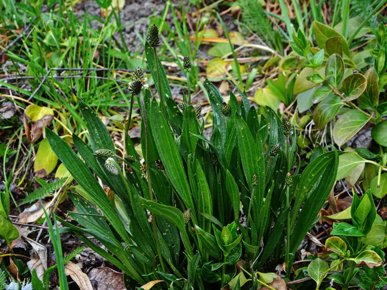 AleAlert: Plantain pollen in July