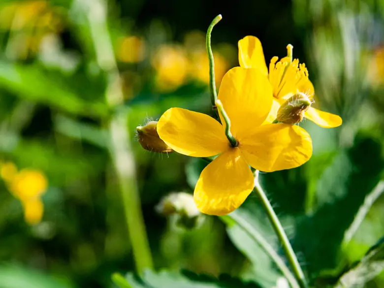 Herbs in the treatment of female ailments