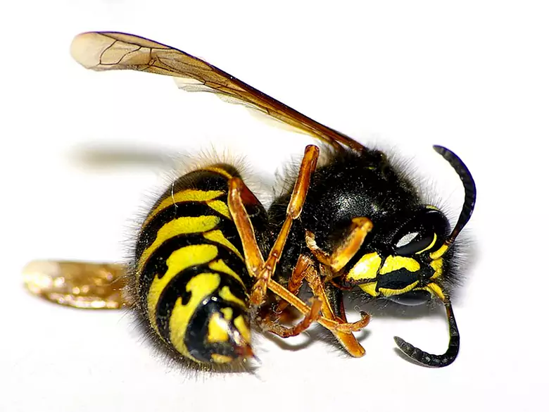 Brazilian wasp venom toxin will help fight cancer!