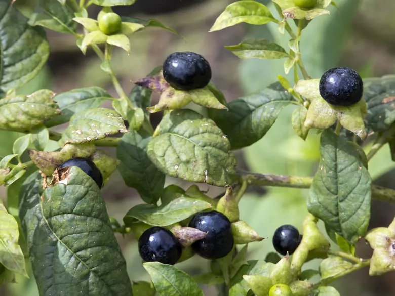 What are the benefits of eating berries?