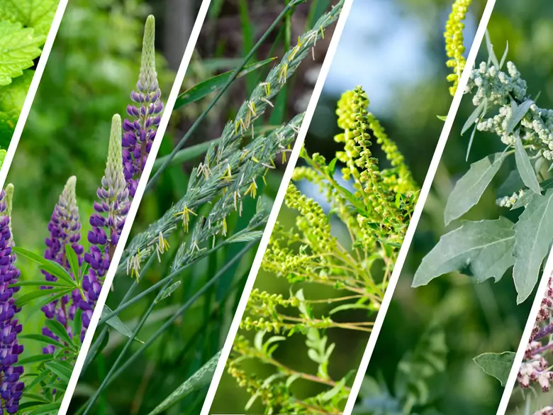 AleAlert: Pollen from stinging nettles, lupins, couch grass, ragweed, goosefoot and mugwort in September