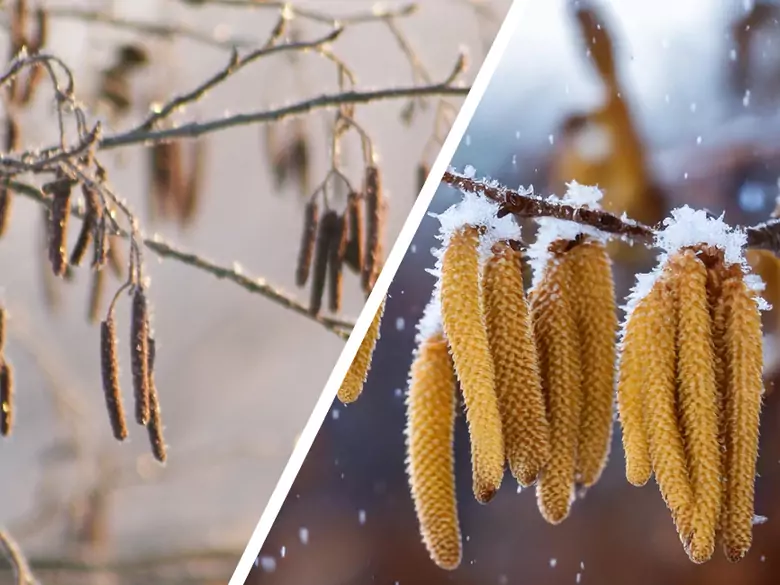 AleAlert: Hazel and alder pollen in January