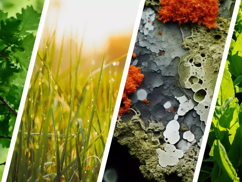 AleAlert: Oak, grass, Cladosporium and sorrel pollen in May