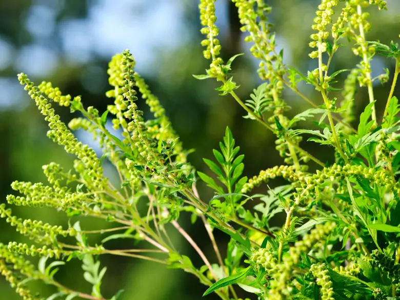 AleAlert: Ragweed pollen in August