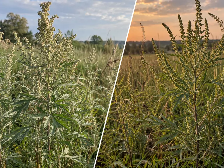 AleAlert: Ragweed and mugwort are the main allergens in September
