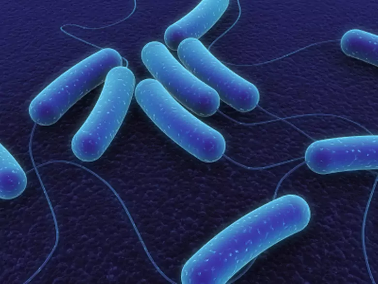 Intestinal candidiasis - pathogenicity of yeasts