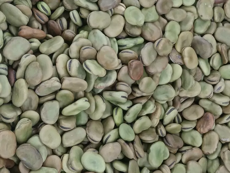 What are the benefits of eating broad beans?