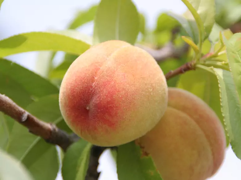 What are the benefits of eating peaches?