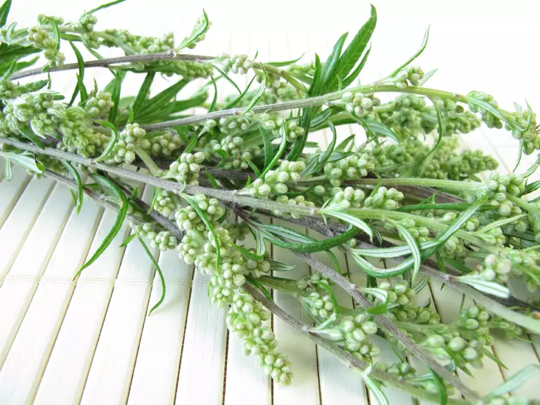 AleAlert: Mugwort pollen in July