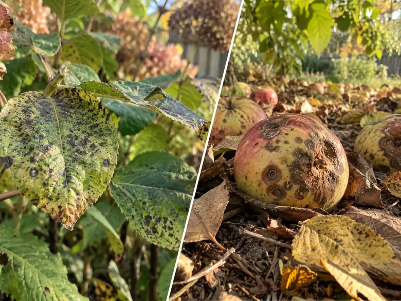 AleAlert: Cladosporium and Alternaria are still going strong in September