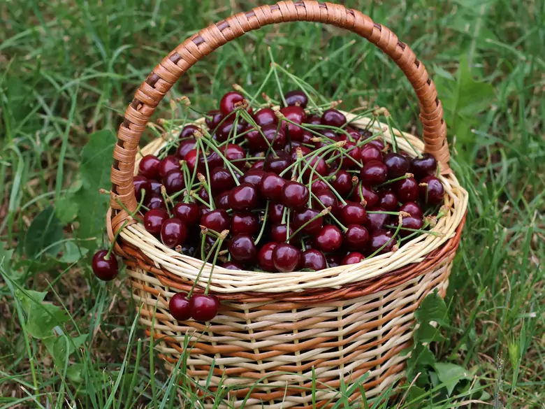 What are the benefits of eating cherries?