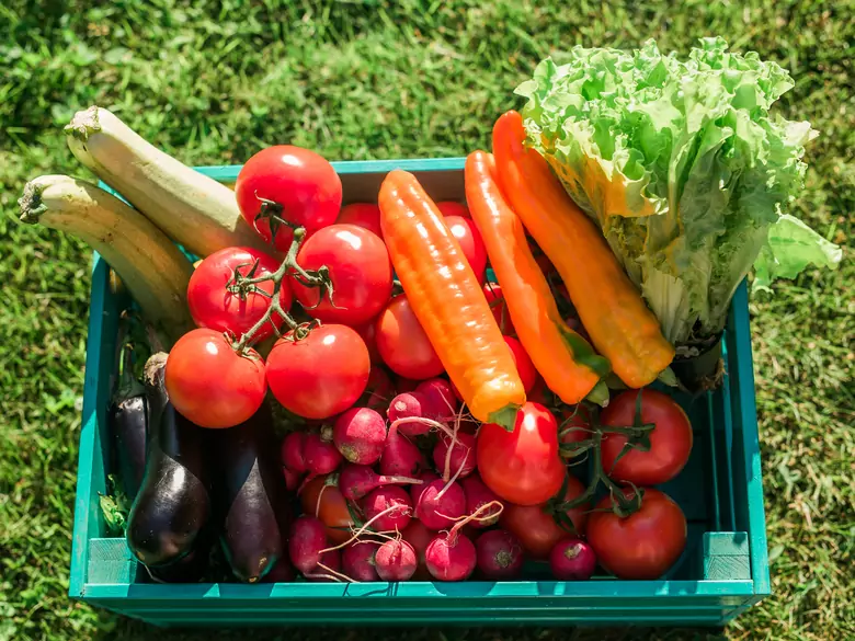 Vegan vs omnivorous diets: which is more effective for weight loss?