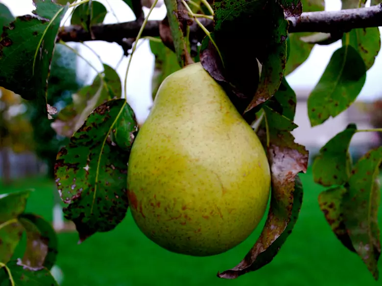 What are the benefits of eating pears?