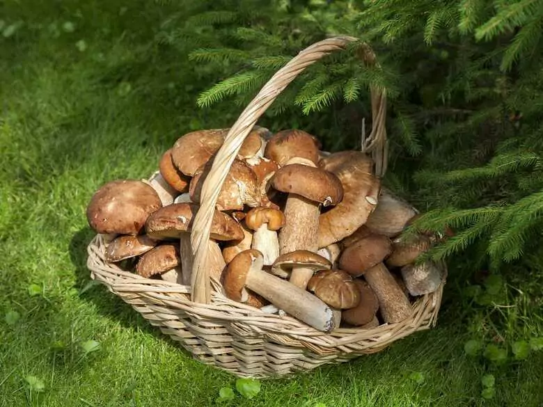 Mushroom poisoning - when to call for help
