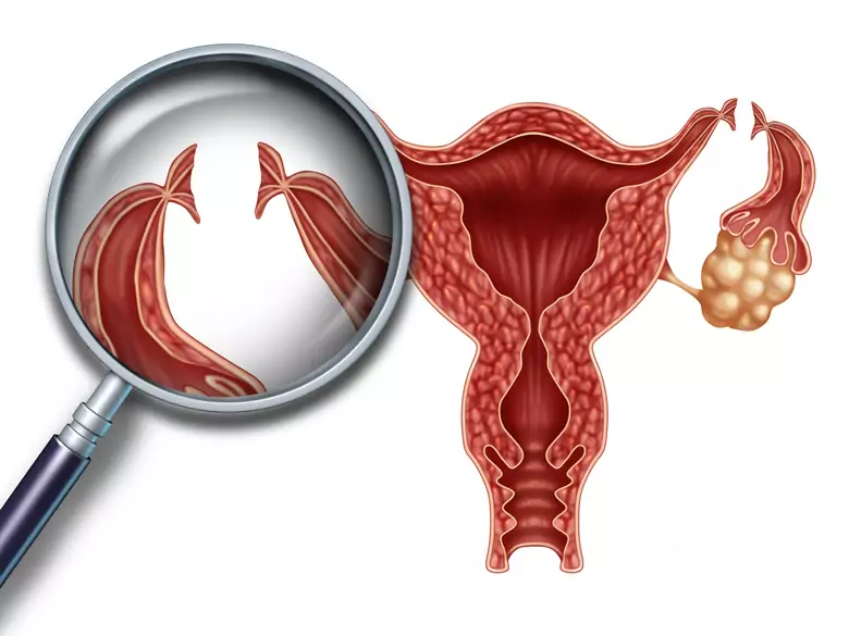 The uterus and its relationship to... memory