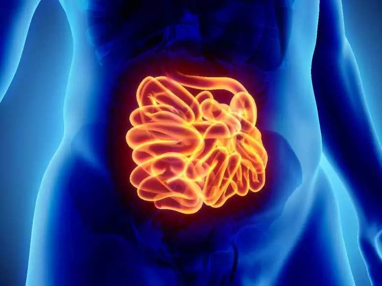 Correlation between irregular sleep and our gut health