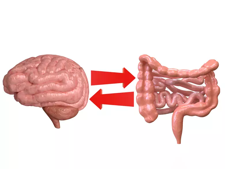 Are the gut our second brain?