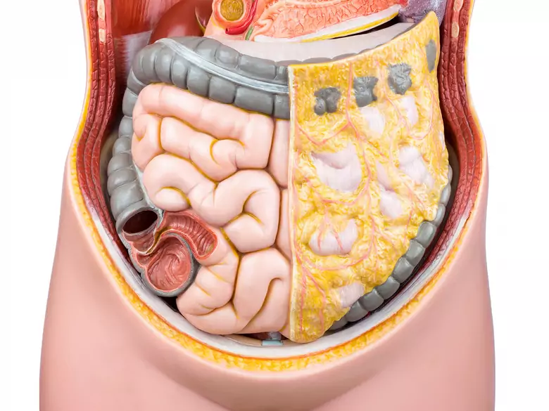 Composition of the bacterial flora of our intestines