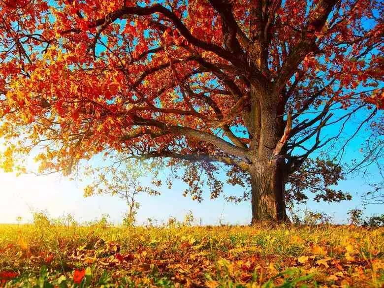 Take care of your immunity in autumn