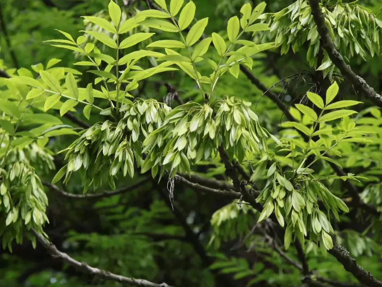 AleAlert: Ash tree pollen in April
