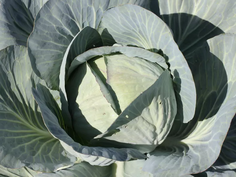 What are the benefits of eating cabbage?