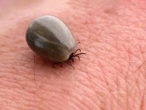 Lyme disease and the risk of mental disorders and suicide