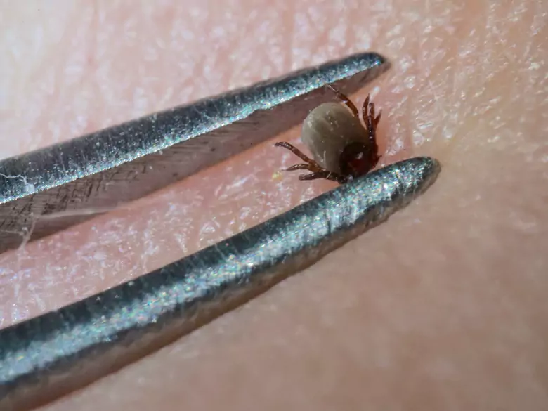 Do ticks transmit Lyme disease?