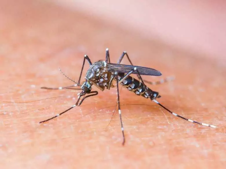 When mosquitoes attack... Home remedies to repel insects