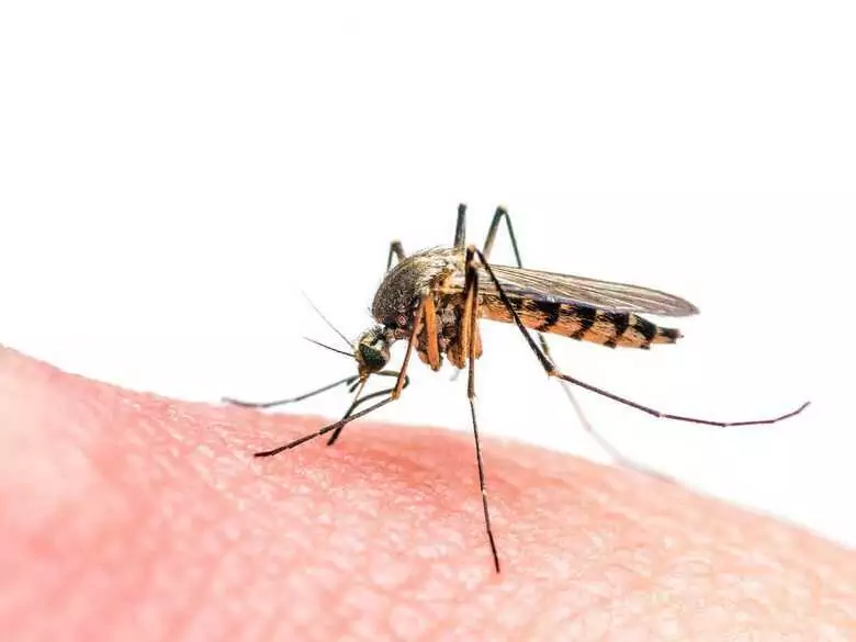 Home remedies for mosquitoes