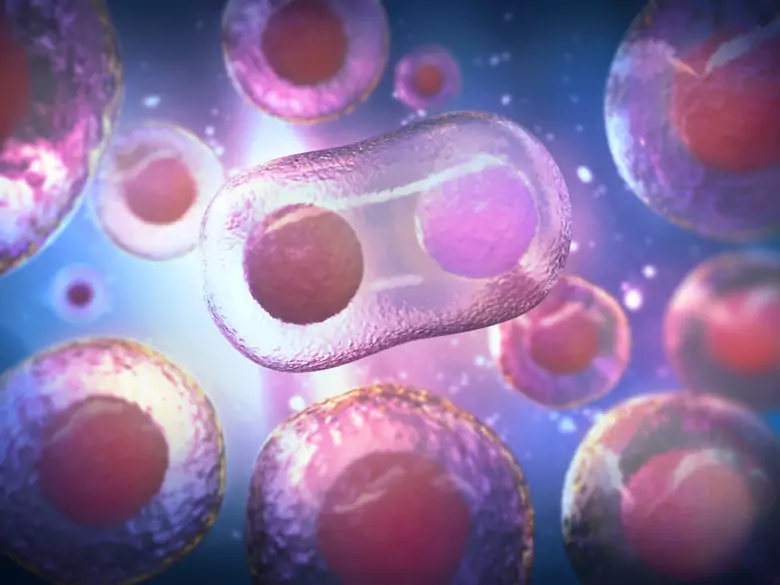 What are stem cells? How can they be used for healing?