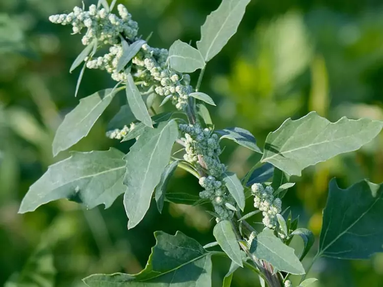 AleAlert: Quinoa pollen in July