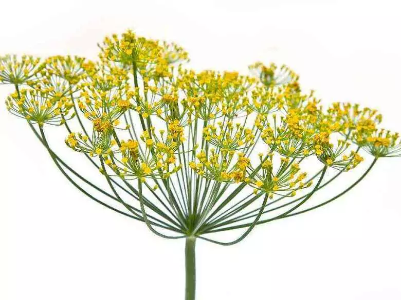 Herbal medicine - magic or truth? part II