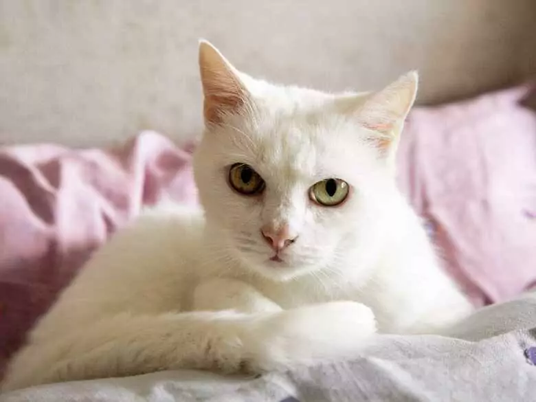 Zoonoses that affect humans - are they dangerous?