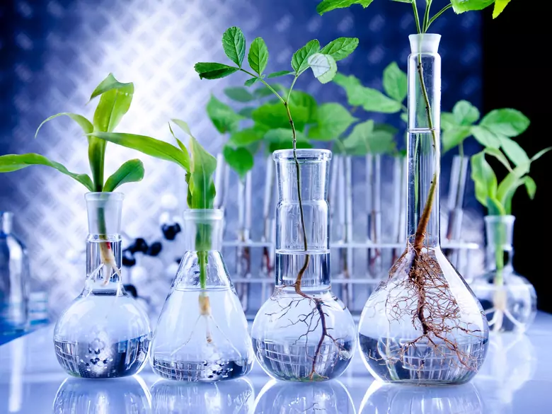 Plants help to heal skin wounds