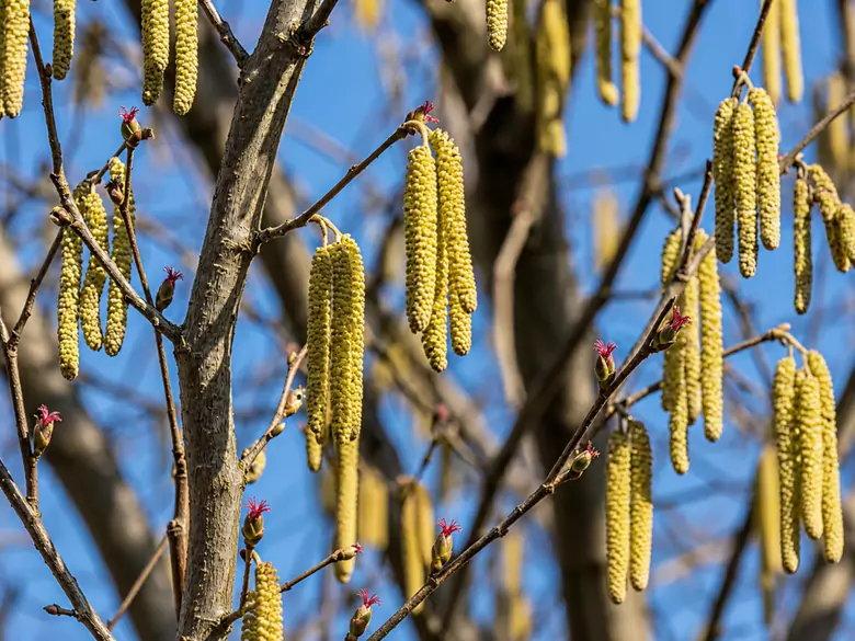 AleAlert: Hazel pollen in March
