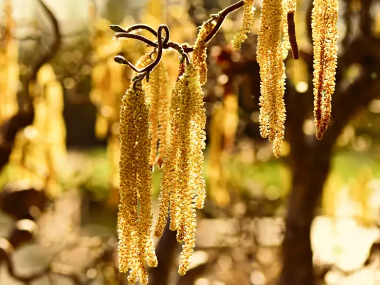 AleAlert: Hazel pollen in March