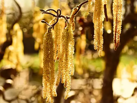 AleAlert: Hazel pollen in March