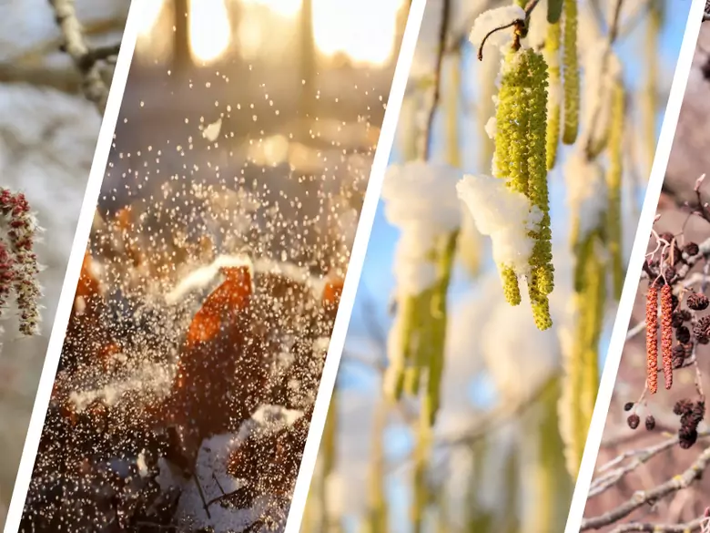 AleAlert: Hazel, alder, poplar and Cladosporium pollen in February
