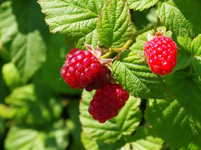 What are the benefits of eating raspberries?