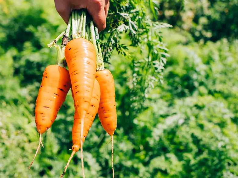 What are the benefits of eating carrots?