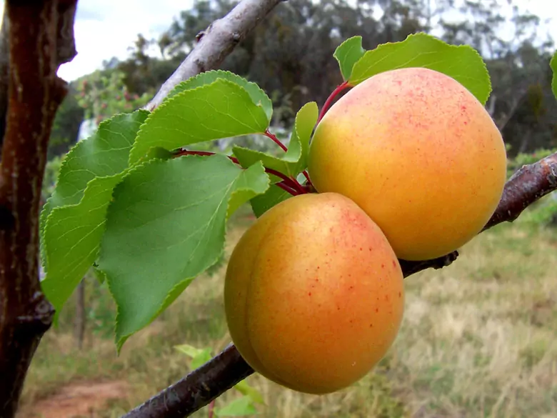 What are the benefits of eating apricots?