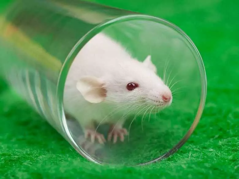 Research on tooth regeneration - are we close to tooth regeneration in humans?