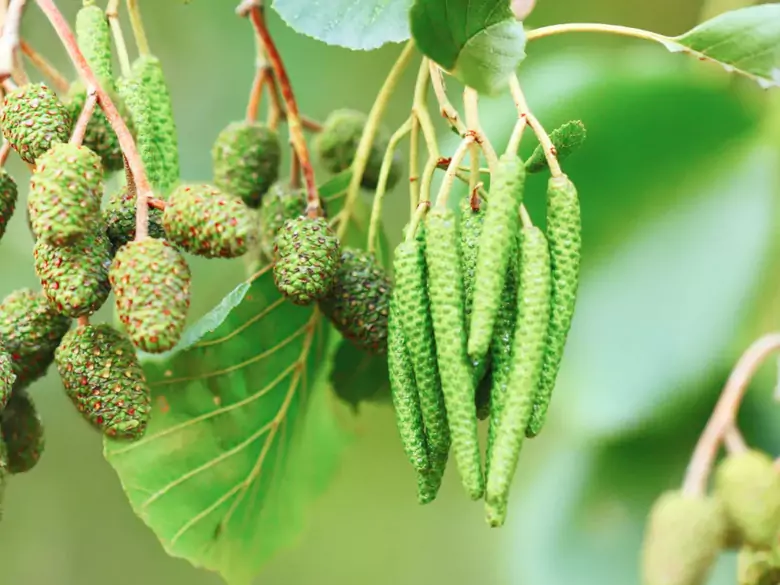 AleAlert: Alder pollen in March