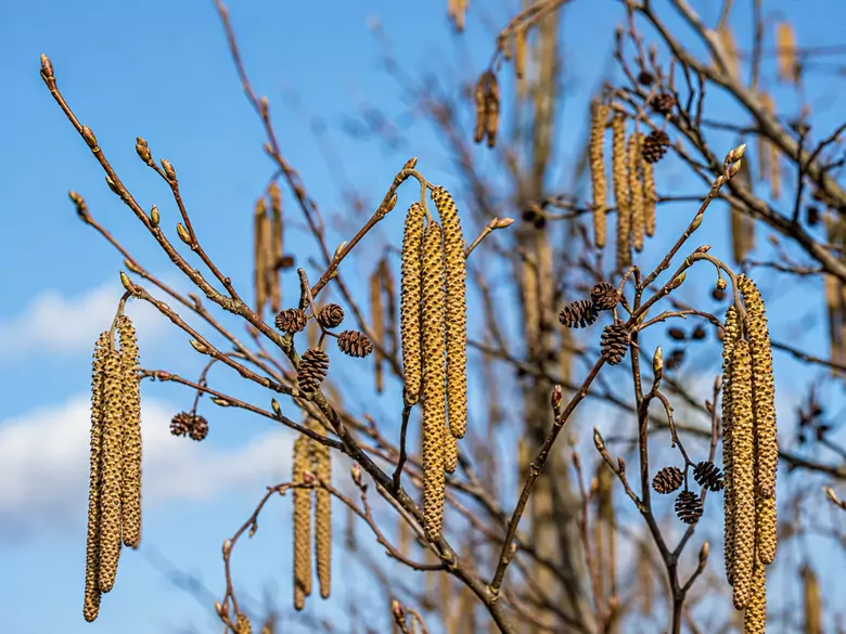 AleAlert: Increased alder pollen levels in March