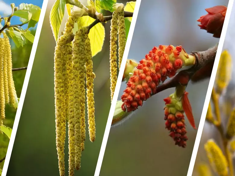 AleAlert: Pollen from alder, hazel, poplar and willow in March