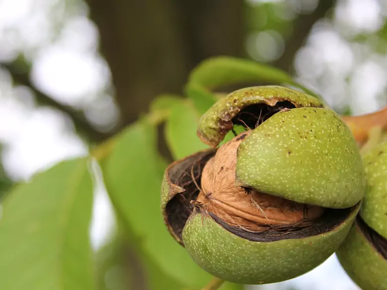What are the benefits of eating walnuts?