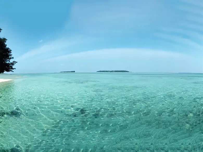 The effects of marine algae on our bodies