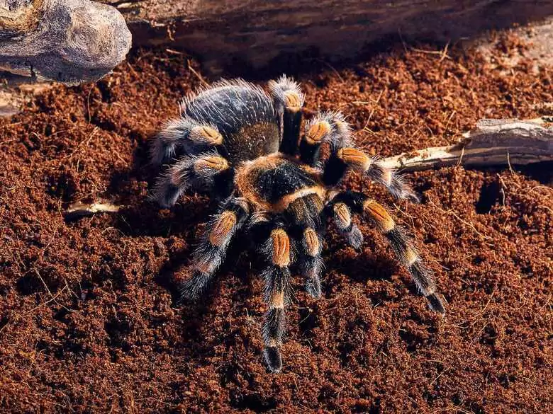 Arachnid bites - when to see a specialist without delay?